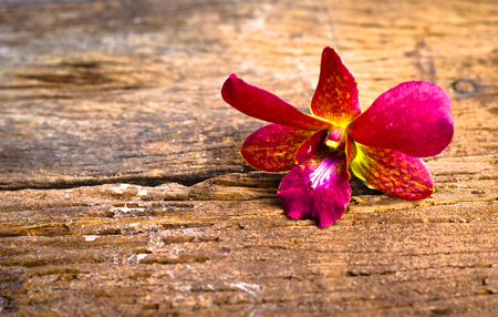 Fresh beautiful orchid flower on old woodの写真素材