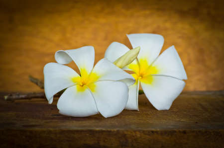 White plumeria on wood table,still lifeの写真素材
