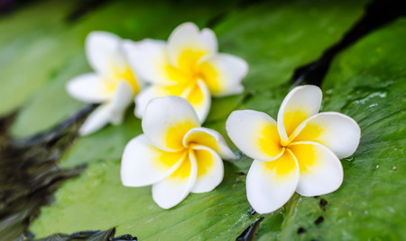 Plumeria flower on lotus leaf in the pondの写真素材