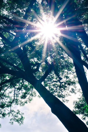 Big old trees and the rays of the sun with vintage filterの写真素材