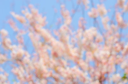 Un-focus Pink Cassia flower with blue skyの写真素材