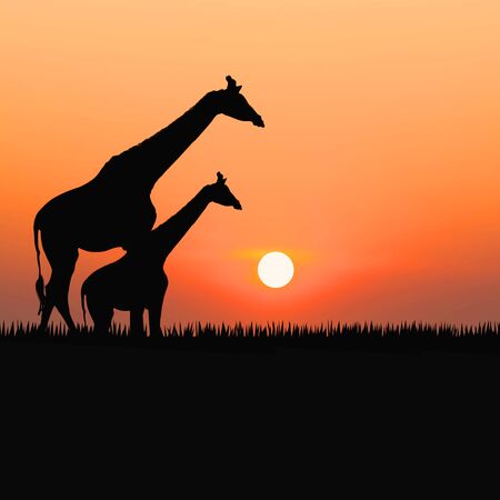 Silhouettes of giraffes against the sunriseの写真素材