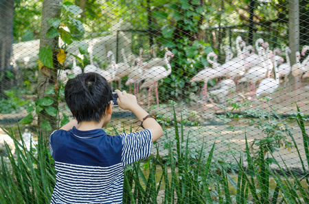 Asian boy taking photo of animals in zoo by smartphoneの写真素材