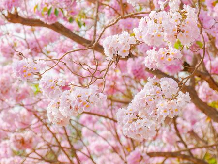 Beautiful pink trumpet flower bloomingの写真素材