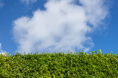 Green wall with blue skyの写真素材