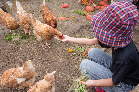 Young girl feeding grain to hen by handの写真素材