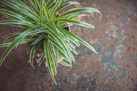 Green plant on tableの写真素材