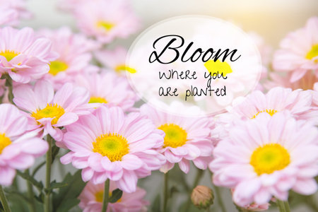Quote : Bloom whre you are plantedの写真素材