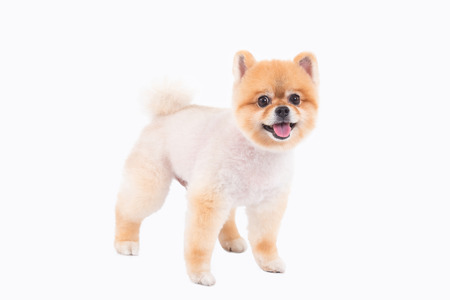 Full length of pomeranian dog standing isolated over white backgroundの写真素材