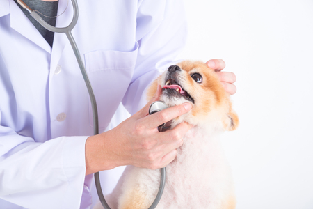 veterinarian hands checking pomeranian dog teeth in vet clinicの写真素材