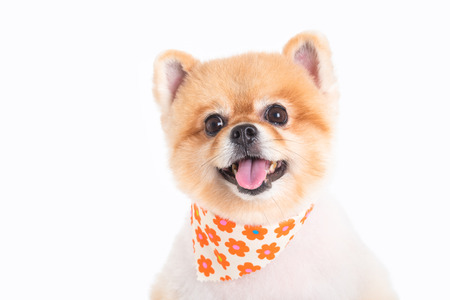 Closeup pomeranian dog isolated over white backgroundの写真素材