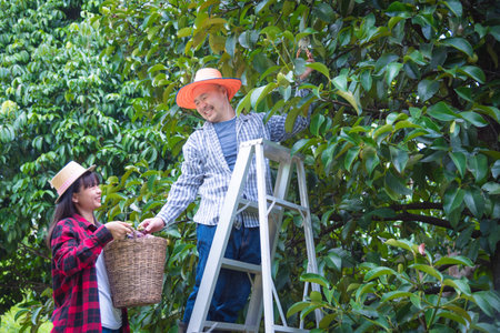 Happy Thai farmer picking magoesteen fruit in organic garden,Organic garden concept.