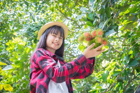 Young beautiful asian girl gardener harvest rambutan fruit in her organic fruit garden,Organic fruit agriculture concept.の写真素材
