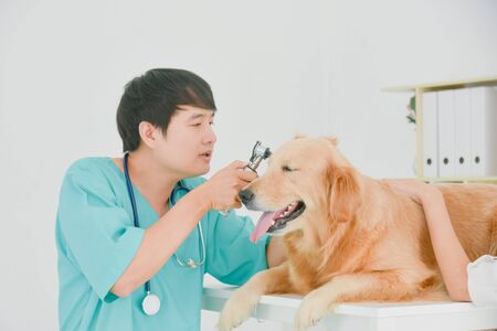 Asian male veterinarian examining golden retriever dog in vet clinic.の写真素材