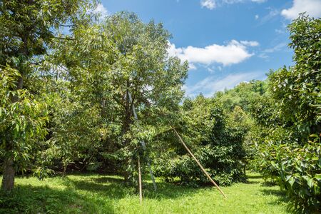 Durian and mangosteen gardens against the backdrop of blue sky in sunny day.の写真素材