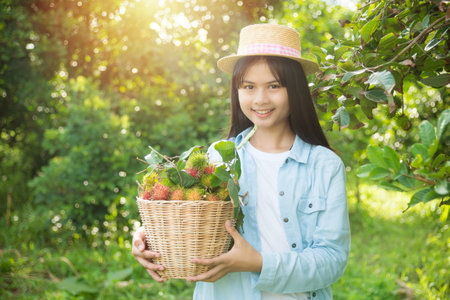 Young beautiful asian girl gardener harvest rambutan fruit in her organic fruit garden,Organic fruit agriculture concept.の写真素材