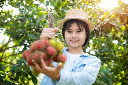 Young beautiful asian girl gardener harvest rambutan fruit in her organic fruit garden,Organic fruit agriculture concept.の写真素材
