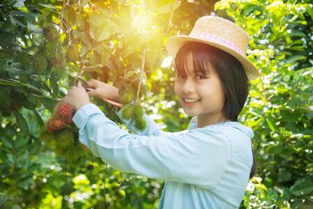 Young beautiful asian girl gardener harvest rambutan fruit in her organic fruit garden,Organic fruit agriculture concept.の写真素材
