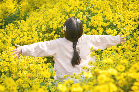 Back side of young beautiful girl child walking and dancing through yellow Chrysanthemum field.の写真素材