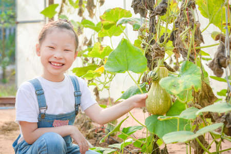 Little asian girl showing butternut in her farm with smiles.の写真素材