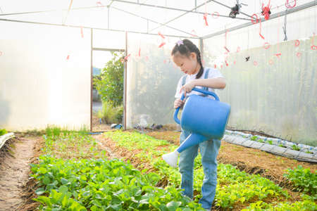Little asian girl watering vegetables at greenhouse .の写真素材