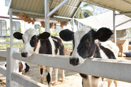 Little cute calve in farm looking at camera.の写真素材