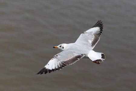 Seagullの写真素材