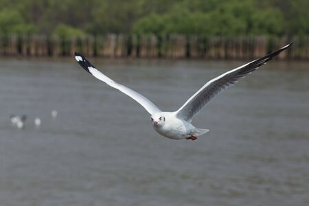 Seagullの写真素材