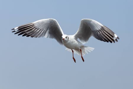 Seagullの写真素材