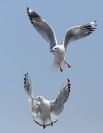 Seagullの写真素材