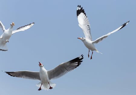 Seagullの写真素材