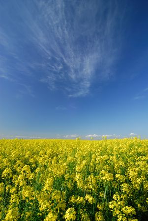 Field full of yellow flowers under a bright blue skyの写真素材
