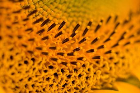 Extreme macro of sunflower seeds and pollenの写真素材