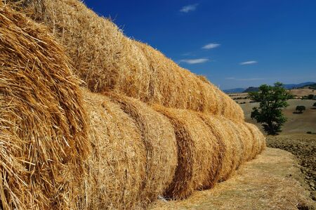round hay bales in a rowの写真素材
