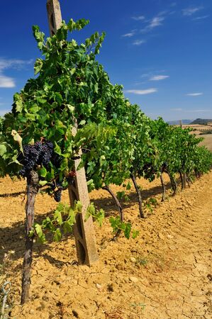 plantation of grape-bearing vines in Tuscanyの写真素材