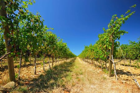 plantation of grape-bearing vines in Tuscanyの写真素材