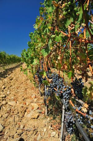 plantation of grape-bearing vines in Tuscanyの写真素材