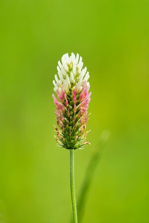 Lonesome flower against blurred green backgroundの写真素材