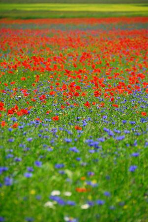 Rural  field with blue and red flowersの写真素材