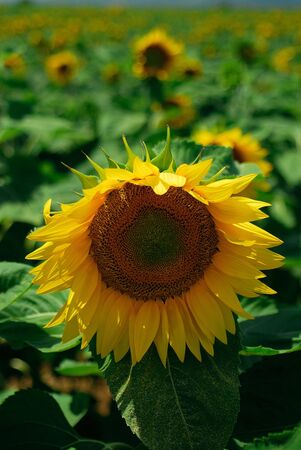 Field of sunflowers in a sunny summer dayの写真素材