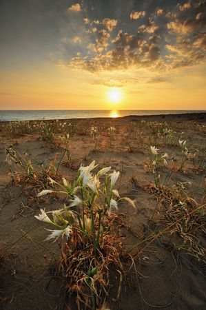 Coastal flower field at sunsetの写真素材
