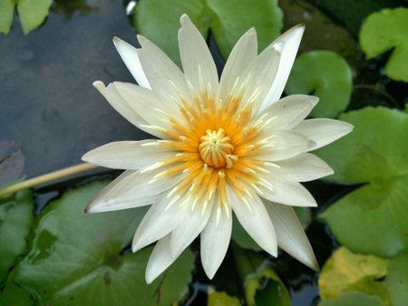 White lotus  blooming on the water.の素材