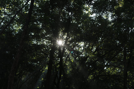 DENSE FORESTの写真素材