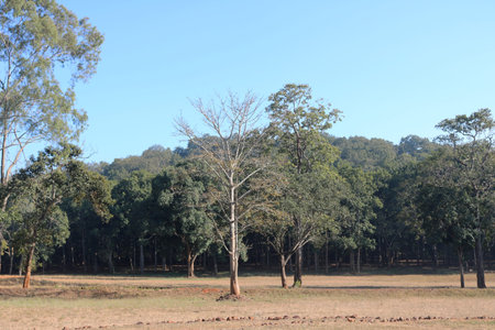 DENSE FORESTの写真素材