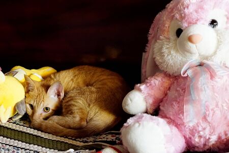 Cat and bearの写真素材