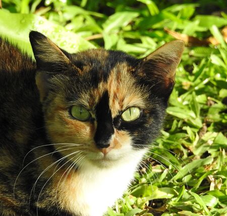 The striped cat looks terrifying.の写真素材