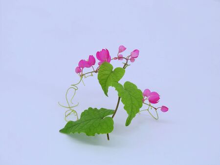 Pink flowers and green leaves on a white backgroundの写真素材