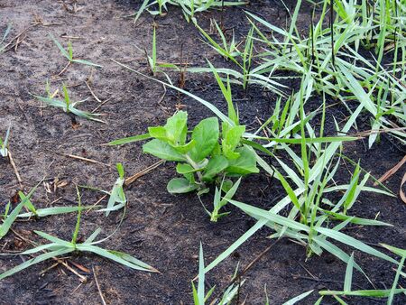 The young trees grow after the fires have passed.の写真素材