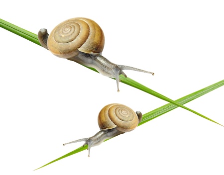 Snail on the grassの写真素材