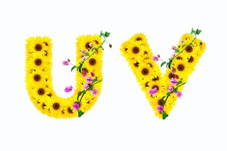 sunflower alphabet U V isolated on white backgroundの写真素材